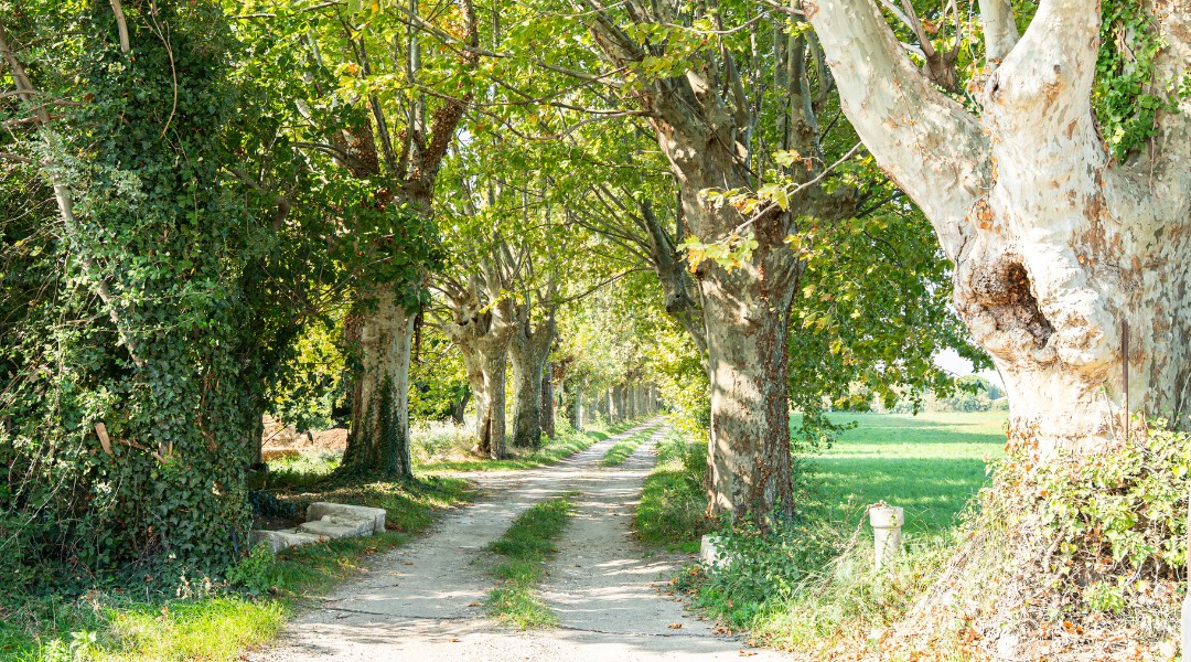 Domaine de la Batelle Arles Camargue